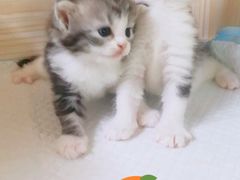-十年猫舍·猫咪专门店(普陀店)