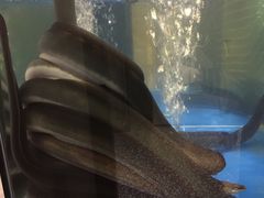 滋补炭烤鳗鱼-本炙炭烤·蒲烧活鳗料理店(金沙洲店)