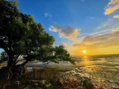 -宝安西湾红树林湿地公园