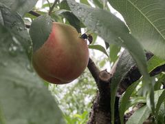 -老袁家蜜桃农场·阳山水蜜桃