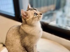 -有喵·猫咖·狗咖·40+猫狗有小奶狗(岗厦店)