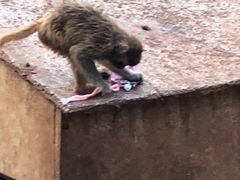 -昆明动物园