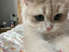 -欣宠猫屋·矮脚拿破仑·蓝金金渐层