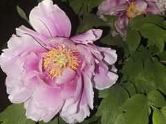 -洛阳市隋唐城遗址植物园