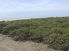 -北海金海湾红树林生态旅游区