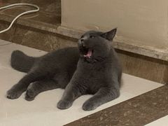 -芭比堂爱心动物医院(柯桥康爱分院)