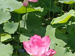 -莲花池公园