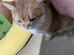 -逗柴咖啡屋·狗咖猫咖宠物桌游