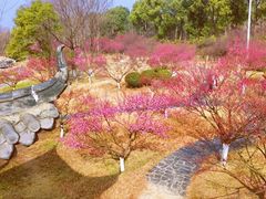 -黄陂区野村谷景区