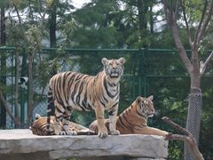 -上海野生动物园老虎餐厅