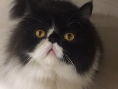 -爱诺耐芙动物医院(万博店)