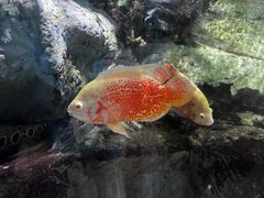 -太平洋海底世界