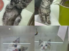 -青奢宠物·青奢猫舍