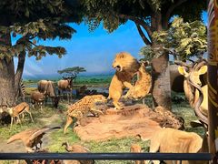 -国家自然博物馆