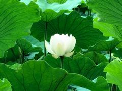 -同里国家湿地公园