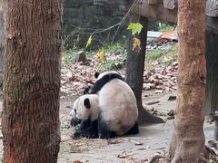 -都江堰中华大熊猫苑