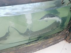 -楚鱼王·河鲜·湖北菜(华农店)