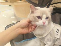 -帕帕拉兹宠物(亚洲旗舰店)