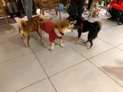 -柴务处·柴犬主题狗咖