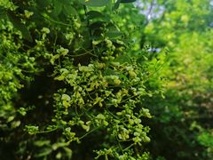 -国家植物园