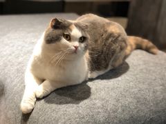 -米宠家·撸猫猫咖小萌宠·猫咪洗澡·猫咪寄养(高新大都荟店)