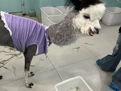 -安格丽娜·狗咖·猫咖羊驼咖(春熙路百盛商场店)