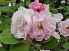 -无锡新湖铂尔曼大酒店