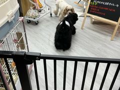 -汪小喵宠物·戴维斯乐芳希施宠馨宝皮毛调理洗护店