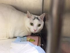 -安安宠医·安宠宠物医院