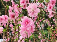 -桃花涧