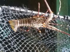 android_upload_pic-蓝湾碧波·老字号·疍家非遗海上餐厅