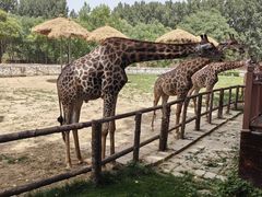 -北京野生动物园