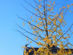 -贡湖湾湿地公园