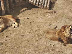 -青藏高原野生动物园