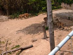 -西霞口神雕山野生动物世界