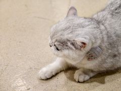 -藏猫猫咖啡主题馆(中央大道店)