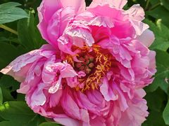 -国家植物园南园