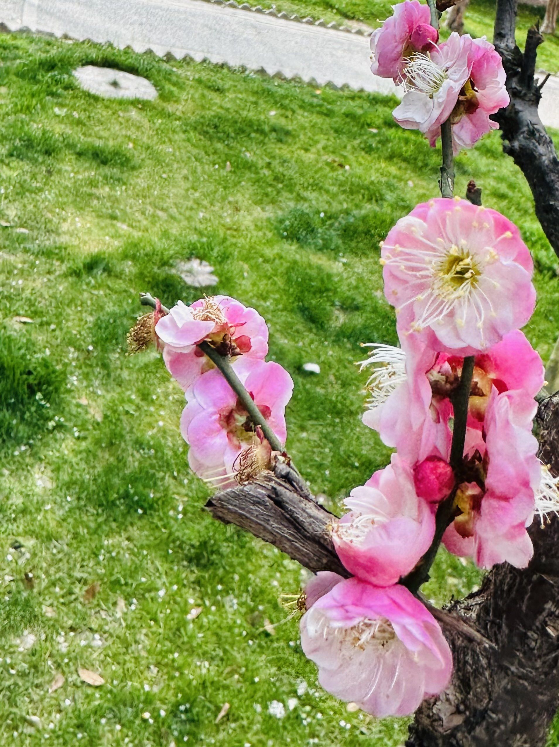 春梅花开