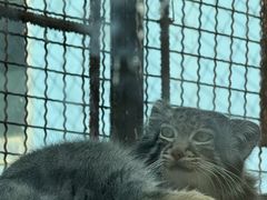 -青藏高原野生动物园