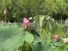 -莲花池公园