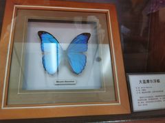-上海大自然野生昆虫馆(东方明珠·爬宠昆虫探索中心)