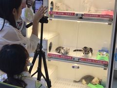 -lincat·猫舍(广州店)