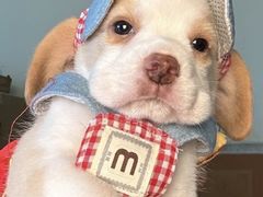 -马吉德牛肉拉面(新街口店)