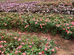 -松山湖梦幻百花洲
