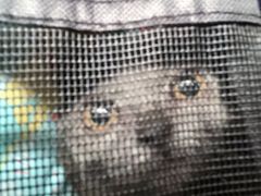 -爱妮康宠物医院·干细胞免疫细胞·肿瘤·心脏(张江店)