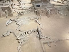 -洛阳周王城天子驾六博物馆