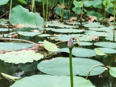 -洛阳市隋唐城遗址植物园