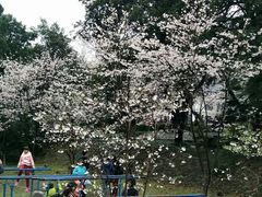 -武汉大学-樱园