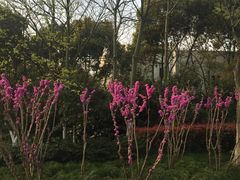 -上海市保健医疗中心(华东疗养院)