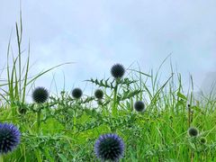 -白草畔自然风景区